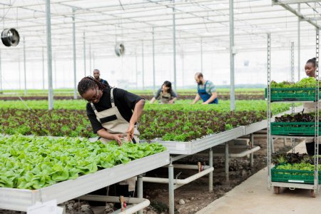 Foto de Grupo ocupado de trabajadores agrícolas que cultivan bio verduras orgánicas frescas y saludables en el invernadero agrícola local. Horticultura regenerativa ecológica con fertilizante de suelo libre de pesticidas - Imagen libre de derechos