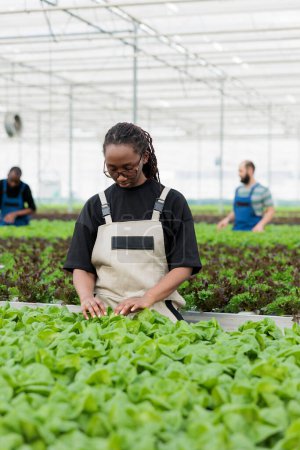 Téléchargez les photos : Ouvrier agricole afro-américain utilisant une méthode biologique pour éliminer les ravageurs nuisibles des cultures de plantation hydroponique de laitue verte sans utiliser de pesticides. Serre durable écologique - en image libre de droit