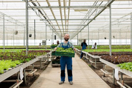 Photo for Happy farmer in busy modern entrepreneurial eco greenhouse farm used for growing local healthy eco food. Energy efficient regenerative agriculture using pesticide free soil fertilizer - Royalty Free Image