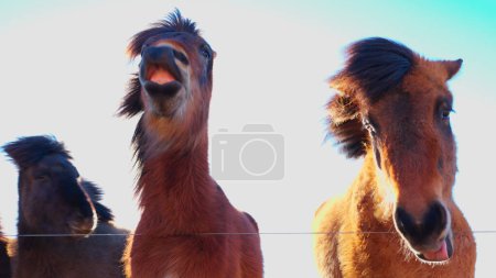 Foto de Caballos islandeses cerca de reykjavik alrededor de marzo de 2023, hermosa raza nórdica de animales que viven en manadas en iceland. Fantástico paisaje escandinavo con pequeños caballos en los campos. Disparo de mano. - Imagen libre de derechos