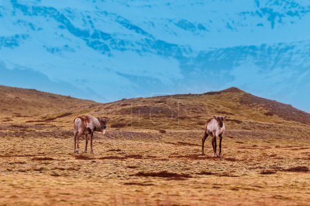 Foto de Animales comiendo en regiones árticas escalofriantes con campos y picos nevados. Increíbles avistamientos de alces en Islandia, fauna del norte en un entorno natural. Grupo de alces mostrando fauna polar. - Imagen libre de derechos