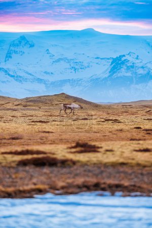 Foto de Alces caminando por el entorno nevado y campos con enormes colinas cubiertas de nieve, formando paisaje icelandés. Fauna polar escandinava en iceland, montañas nevadas naturales en invierno. - Imagen libre de derechos