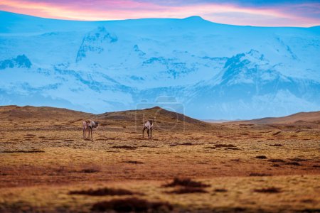 Téléchargez les photos : Faune islandaise dans des paysages avec ciel rose et étonnantes terres givrées brunes, groupe d'orignaux représentant la faune scandinave en iceland. Beaux paysages pittoresques avec des animaux. - en image libre de droit
