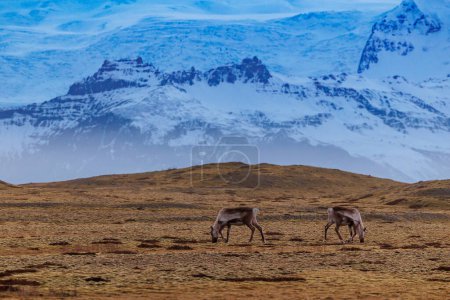 Photo for Wonderful mooses on pastures in Iceland, rural paradise with backdrop of icy mountains. Northern animals seen across scandinavian landscapes, arctic fauna and icelandic wildlife. - Royalty Free Image