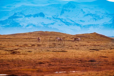 Foto de El grupo de alces árticos camina alrededor de campos cerca de montañas congeladas, formando una espectacular vida silvestre icelándica en las regiones montañosas nórdicas. Increíbles alces que viven en un entorno natural, pastos marrones. - Imagen libre de derechos