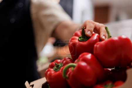 Photo for Trader filling up crates on zero waste shop shelves with homegrown red bell peppers from his own garden. Storekeeper restocking local neighborhood store with eco friendly food items, close up - Royalty Free Image