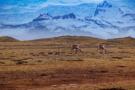 Téléchargez les photos : Faune islandaise vivant sur des terres gelées dans la campagne arctique, orignaux dans les montagnes enneigées majestueuses. Spectaculaire groupe d'animaux dans des paysages de merveilles, nature étonnante et wapitis. - en image libre de droit