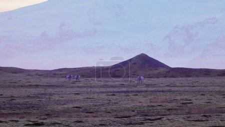 Téléchargez les photos : Mooses se promenant dans les champs nordiques avec un ciel rose et des collines enneigées sur route panoramique scandinave glaciaire. Animaux spectaculaires sur terre dans le pays de glace, paysages animaliers. Coup de main. - en image libre de droit