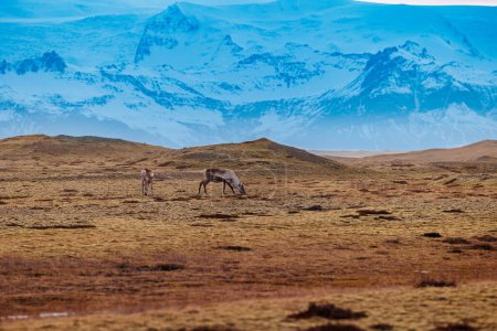 Téléchargez les photos : Jolies orignaux sur les prairies en Islande, havre de paix avec des montagnes gelées comme décor. Faune polaire et faune glaciaire illustrant des animaux nordiques dans un environnement scandinave. - en image libre de droit