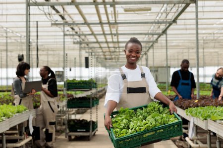 Téléchargez les photos : Heureux souriant travailleur agricole afro-américain tenant une caisse pleine de légumes mûrs biologiques locaux issus d'une récolte durable. Entrepreneurial serre biologique non certifiée gmo - en image libre de droit