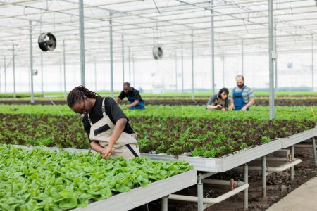 Photo for Busy group of farm workers cultivating healthy local nutritious organic bio vegan food in sustainable pesticide free greenhouse. Modern eco friendly hydroponic plantation - Royalty Free Image