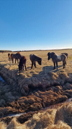 Foto de Manada de caballos icelandic en pastos, animales asombrosos que viven en la naturaleza del iceland. Islenski hesturinn crianza en congelado prados en espectacular nórdico paisaje, campo. - Imagen libre de derechos