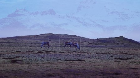 Téléchargez les photos : Animaux islandais sur des champs gelés dans la campagne nordique, orages dans de beaux paysages de montagnes enneigées. Faune arctique et paysages spectaculaires de merveilles, nature de pays de glace. Coup de main. - en image libre de droit