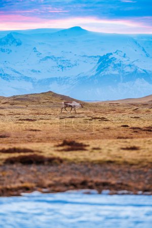 Téléchargez les photos : Faune arctique vue sur des champs gelés nordiques avec ciel coloré et sommets enneigés, paysages scandinaves polaires. Spectaculaire groupe d'orignaux sur le bord de la route des hautes terres en iceland, faune fantastique. - en image libre de droit