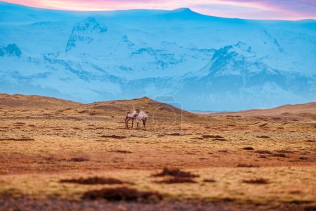 Foto de Fantástico paisaje con campos en zonas rurales y majestuosos animales en tierras cercanas a montañas icelándicas, vida silvestre y picos nevados. Grupo salvaje de alces en paisajes árticos naturales de Islandia. - Imagen libre de derechos