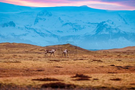 Photo for Nordic wildlife walk around fields in iceland, forming beautiful fauna in arctic regions with highlands and snow covered mountains. Amazing mooses in natural environment, elk group. - Royalty Free Image