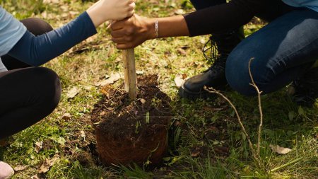 Child and her friend are planting a small tree in the woods, contributing to wildlife and nature preservation. Young girl doing voluntary work with teenager, environmental education. Camera A.