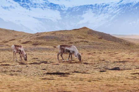 Foto de Alces adorables vagando en el paisaje congelado, región icelándica con picos nevados en la distancia. Fauna cautivadora en iceland mundo natural, animales escandinavos en parque natural. - Imagen libre de derechos