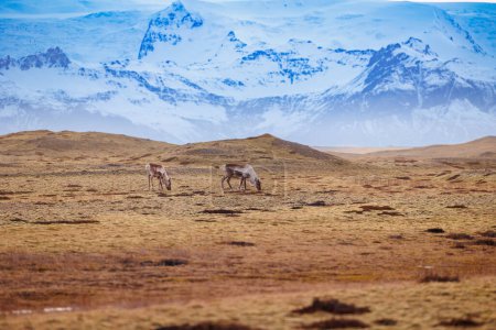 Animals grazing in chilly nordic locations with bright skies and snowy mountains. Amazing mooses in Iceland, northern wildlife in a natural environment. Group of elks representing icelandic fauna.