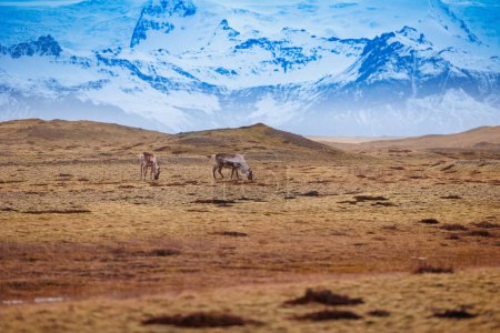 Malerische Felder in ländlichen Gebieten mit majestätischem Ackerland in isländischen Bergen, Tieren und schneebedeckten Hügeln. Entzückende Elchgruppe in der natürlichen Umgebung Islands.