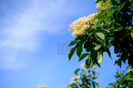 Photo for Blooming elderberry inflorescence, polysyllabic flowers of a tree, close-up shot - Royalty Free Image
