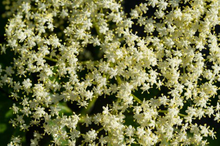 Photo for Blooming elderberry inflorescence, polysyllabic flowers of a tree, close-up shot - Royalty Free Image