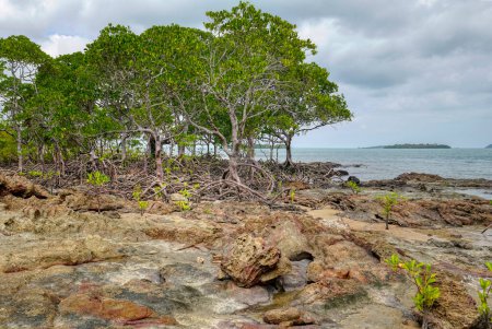 Photo for Rocky outcrop and mangroves at Wroong Point Cape York Australia - Royalty Free Image