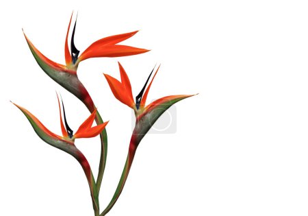 Téléchargez les photos : Bouquet de fleurs oiseau de paradis sur fond blanc - en image libre de droit