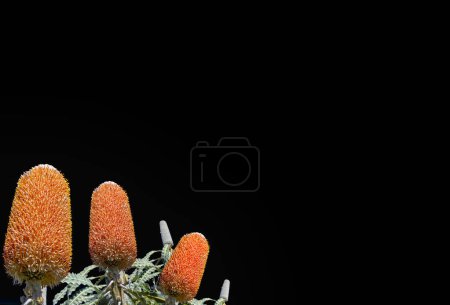 Téléchargez les photos : Banksia on the side of photo with lots of copy space. black background - en image libre de droit