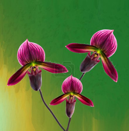 Foto de Hermosa y rara orquídea de la zapatilla de la señora (paphiopedilum) con fondo verde - Imagen libre de derechos