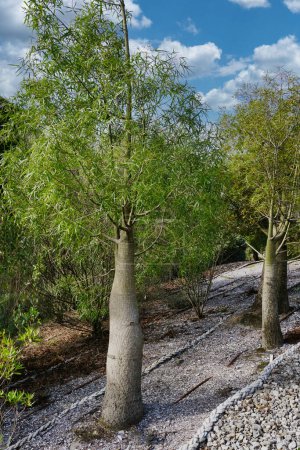Foto de Este árbol suculento puede crecer dos metros de ancho y 20 metros de alto. Es semideciduo y resistente a la sequía árbol. - Imagen libre de derechos