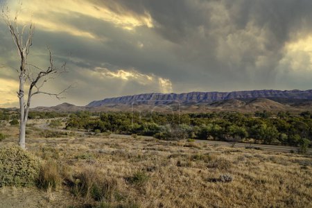 Téléchargez les photos : Australie du Sud, vue sur les Flinders Ranges avec un arbre mort sur le côté - en image libre de droit