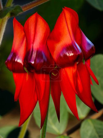 Foto de Swainsona formosa, el guisante del desierto de Sturt, es una planta australiana famosa por sus flores distintivas de color rojo sangre, las flores silvestres más conocidas de Australia.. - Imagen libre de derechos