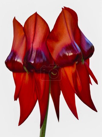 Foto de Swainsona formosa, el guisante del desierto de Sturt, es una planta australiana famosa por sus flores distintivas de color rojo sangre, las flores silvestres más conocidas de Australia.. - Imagen libre de derechos