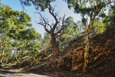 Téléchargez les photos : Australie du Sud, vue dans le parc national de Wilpena qui se trouve en Australie du Sud - en image libre de droit
