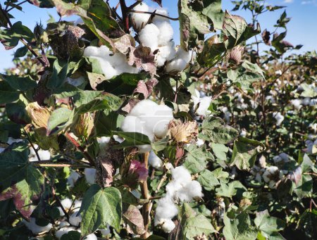 plantas de algodón, listas para la cosecha. Cerca de Emerald Queensland Australia