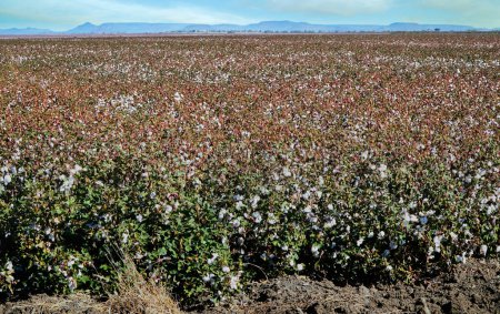 granja de algodón en Queensland Australia. listo para la cosecha
