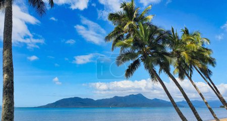 Beautiful Cardwell beach front with coconut palm trees. North Queensland Australia