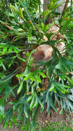 Un gran helecho espectacular de Elkhorn es una epífita o 'planta de aire', que crece sin tierra. Originaria de las selvas tropicales australianas. Jardín casero
