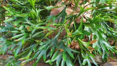 Un gran helecho espectacular de Elkhorn es una epífita o 'planta de aire', que crece sin tierra. Originaria de las selvas tropicales australianas. Jardín casero en los trópicos.