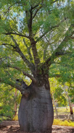 Foto de Bottle Tree, es un distintivo árbol nativo australiano conocido por su pronunciado tronco en forma de botella. - Imagen libre de derechos