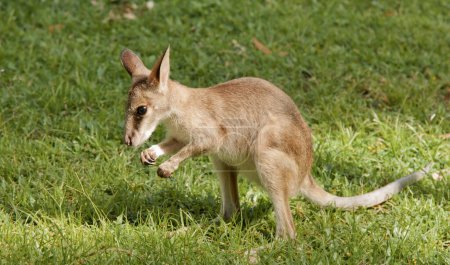 un jeune joey kangourou se nourrissant d'herbe verte fraîche