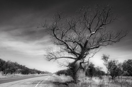 Baobab or boab tree in black and white