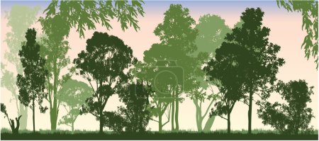 Téléchargez les illustrations : Beaucoup de différentes nuances de forêt verte de gomme-teresse australienne avec fond de coucher de soleil - en licence libre de droit