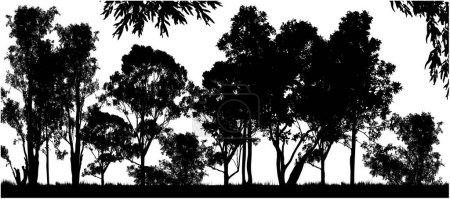 a black forest of Australian gum tress with white background