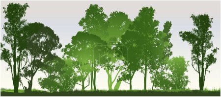 Téléchargez les illustrations : Une forêt verte de gomme à mâcher australienne avec fond de couleur claire - en licence libre de droit