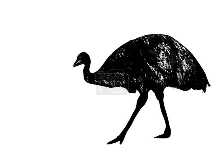 Téléchargez les illustrations : One large emu black and white silhouette on a white background - en licence libre de droit