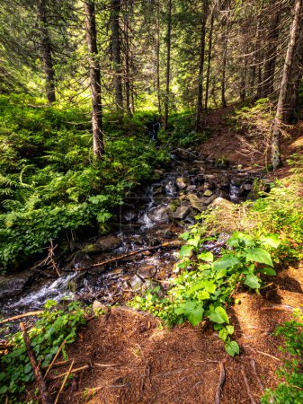 Foto de Vegetación fresca y forestal en la orilla de un arroyo que fluye a través de árboles de coníferas - Imagen libre de derechos