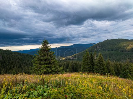 Foto de Vista de colinas cubiertas de árboles de coníferas y claros con espesa hierba de montaña. - Imagen libre de derechos