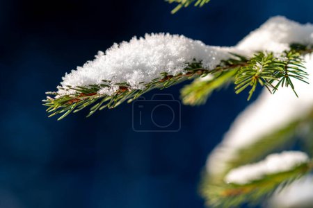 Foto de El primer plano de la rama del abeto con los copos de nieve frescos - Imagen libre de derechos